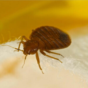 Natural Remedies For Bed Bug Bites Treatment